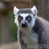 個体紹介　サン（埼玉県こども動物自然公園）