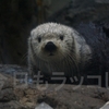 今日もラッコして!!【海のパンダ!!】大阪海遊館のパタさんが上陸!! カワイイ表情を!!