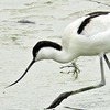 冬の旅鳥、三角池に　珍鳥ソリハシセイタカシギ