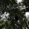 Little Black Cormorant  ミナミクロヒメウ
