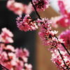晴天時の桜を撮るのが難しい話