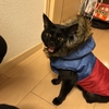 猫に服を着せたら可愛すぎた