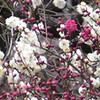 小石川植物園