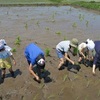 隣家の田植え