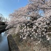 善福寺川緑地の川沿い桜