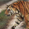 Know About Kanha National Park