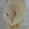 治らないふーさん 🐤