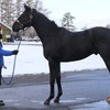 クラリスピンク15