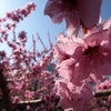 山梨・桃源郷〜山高神代桜