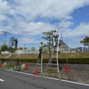 松の街路樹