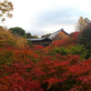 【京都の紅葉】東福寺・臥雲橋から