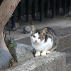 冬に出会ったかわいい子猫たち　