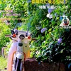 理想は季刊誌