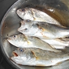 ほとんど初魚種のイシモチ・・・天丼にしたら絶品だった