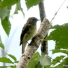 日本　文殊山の野鳥と眺め