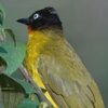 Flame-throated Bulbul ヒノドヒヨドリ(南インドの鳥その11)