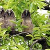 庭木に５羽、トラフズクのひな