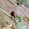 2019年秋　里山野鳥探索始動！（X-Pro2 + XF 100-400mm）