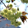 さまざまな桜「園里黄桜（ソノサトキザクラ）」