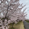 低速ロング走30.61km・今年の愛知池の桜と3月のまとめの巻