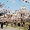 姫路城の桜