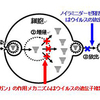 アビガン（Favipiravir）は新型コロナ肺炎（2019-nCoV）に有効か？