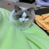 音楽を警戒するふくちゃん