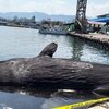 日本から1.7トンの鯨肉を密輸入した犯罪グループに執行猶予