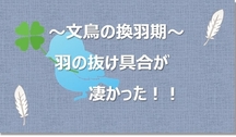 文鳥の換羽期　羽の抜け具合が凄い！！