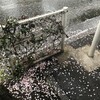 冷たい雨が降って、桜が散った