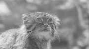 Museum#18 Otocolobus manul