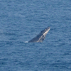 対馬でクジラ（２０１３　０４１３）