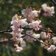 荒川神社の早咲き桜