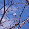 東京で桜満開？