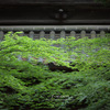 　曹源寺の風景-新緑のモミジ