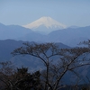 高尾山に春が来た