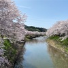 狩路の桜