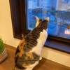 冬の日の猫たち