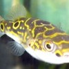 Fisheries science goro　水産知識⑦　フグは淡水産のものがいる。