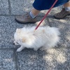 散歩中に子犬が吠えるようになった！その理由と対応方法