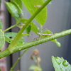 チビカマキリその後