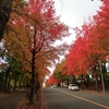 今日の北千里の三色彩道