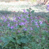 ３月の茂林寺沼じゃ