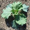 冬もの野菜の成長2