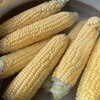 🌽今年初めてのトウモロコシを収穫しました