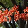 手賀沼公園の秋（紅葉・オナガガモ・オオバン）