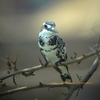 Pied Kingfisher ヒメヤマセミ(インドの鳥その118)