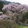 長寿の滝　姿見不動滝　黒船桜