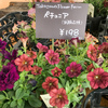 ペチュニアの挿し芽を熱く語る