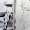 「動物の描き方 by  Jack Hamm 」、修了しました！